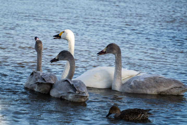 3 Bewick's cygnets with adult, credit WWT and Amy Alsop.jpg